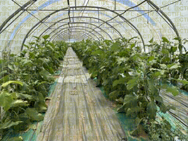 Thrips sur culture d'aubergines sous abri